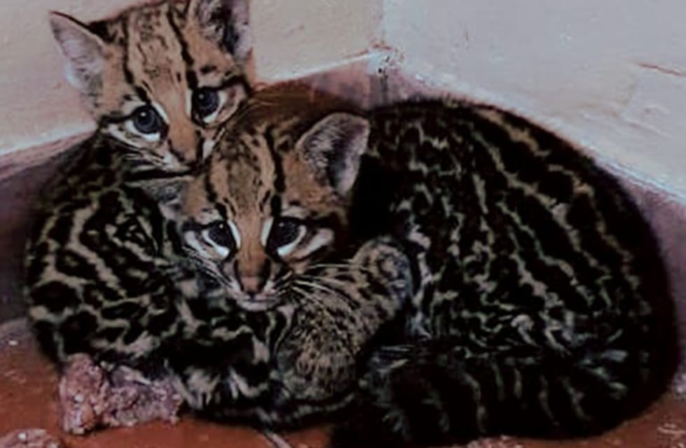 Rescataron dos cachorritos de gato onza en Mosconi