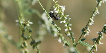 137c03ad-6ca7-430a-bec5-e19df43cd2e8|Alex Hecht for The New York Times\u002EAn alfalfa leafcutter bee is responsible for pollinating most of the alfalfa grown for seed production\u002E