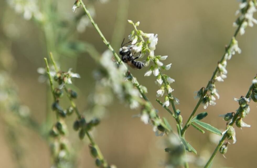Se está desarrollando el 2° Congreso Mundial de Alfalfa en Córdoba