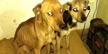 Rescatan a dos perritos en un fuerte estado de desnutrición