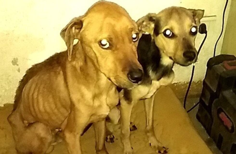 Rescatan a dos perritos con un importante deterioro físico