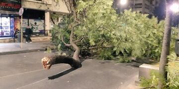 Arboles caídos en Córdoba (Foto @martinyori en Twitter)