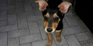 La perra asesinada\u002E