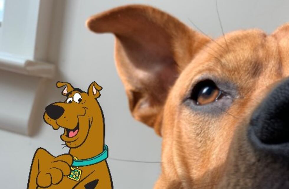 Un perro idéntico a Scooby-Doo generó una verdadera revolución en Twitter