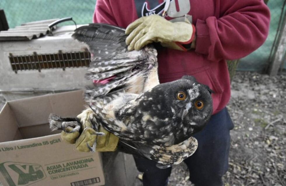 Asisten a un lechuzón negruzco encontrado en una casa de Tafí Viejo