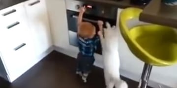 El tierno video del gato que salva al bebé de su dueño de un accidente doméstico