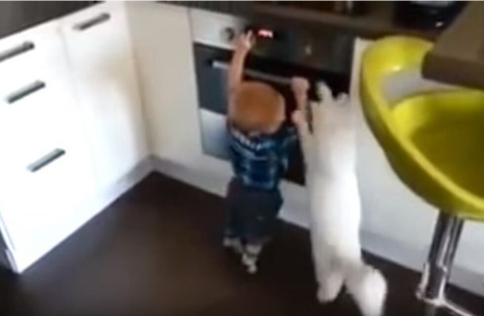 El tierno video del gato que salva al bebé de su dueño de un accidente doméstico