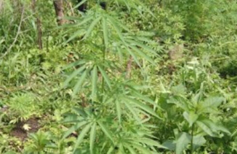 Denunciaron ruidos molestos y encontraron una plantación de marihuana