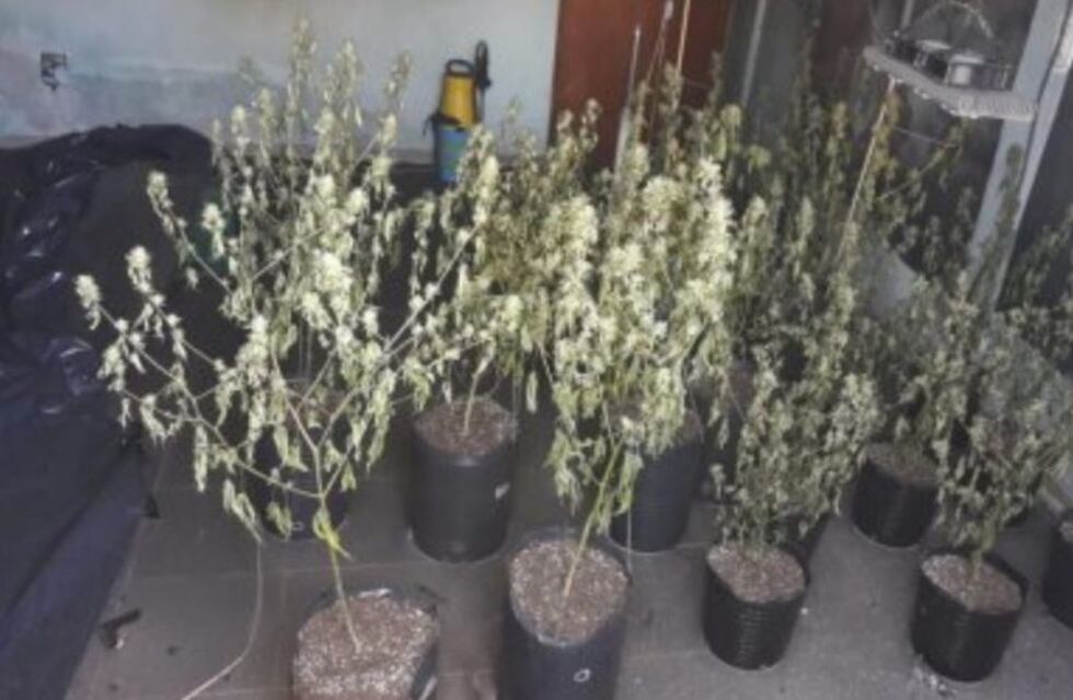 Al llegar a un incendio descubren plantas de marihuana