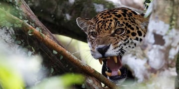 A female adult jaguar, which has a cub, growls at the Mamiraua Sustainable Development Reserve in Uarini, Amazonas state, Brazil, June 5, 2017\u002E REUTERS/Bruno Kelly SEARCH \