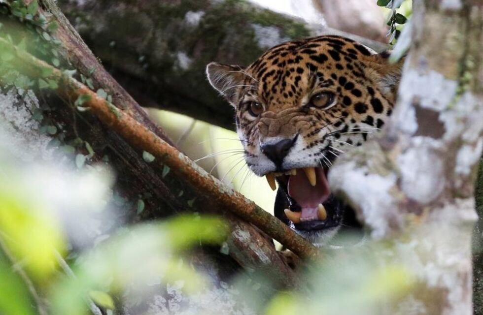 Apareció otro yaguareté en el Parque Provincial Salto Encantado