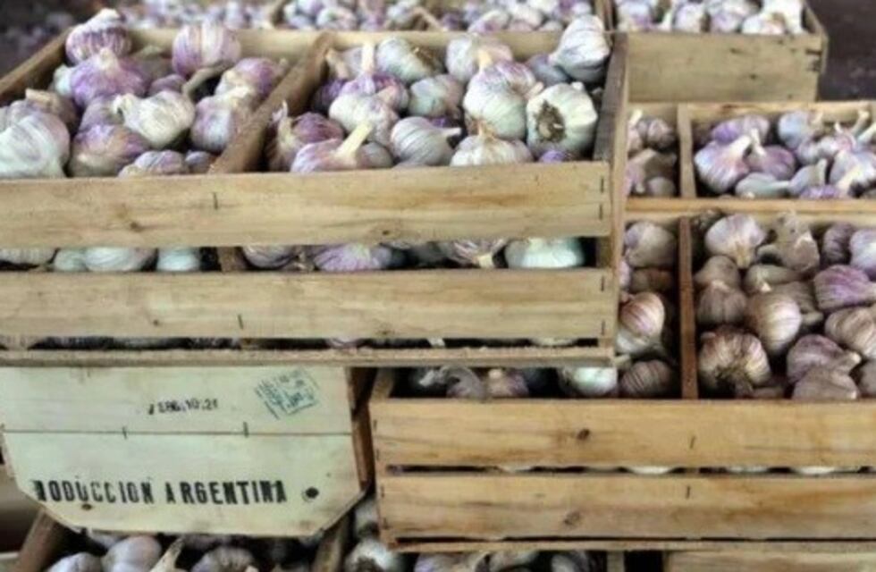 Robaron 4.000 kilos de ajo de una finca