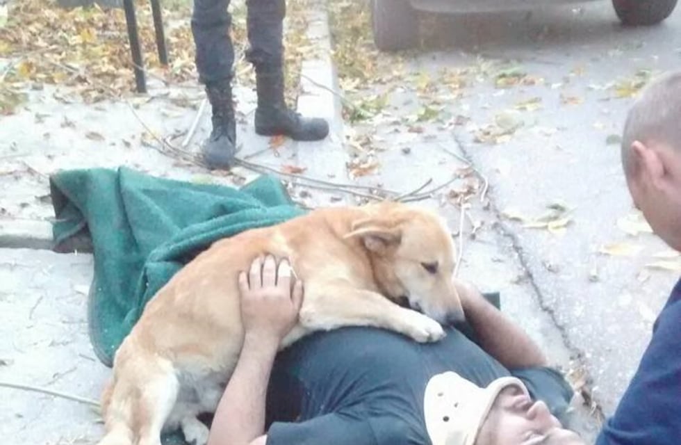 Su dueño se cayó de un árbol y él lo abrazó hasta que llegó la ambulancia