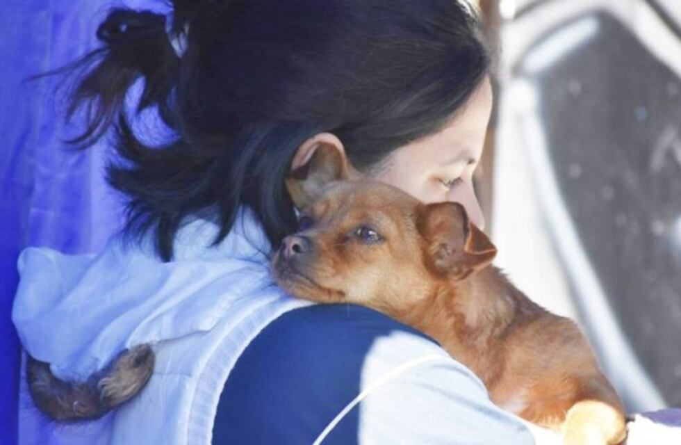 Arroyito: los vecinos que quieran castrar a sus perros solo abonarán el material descartable