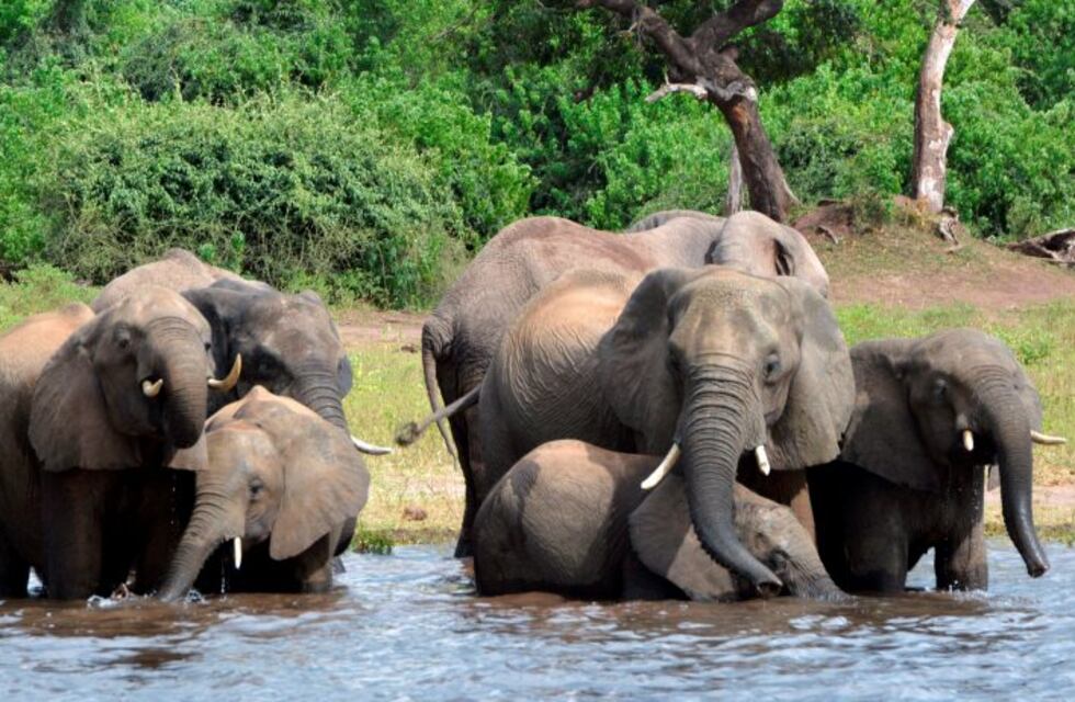 Una turista murió aplastada por un elefante en un safari en Zimbabue