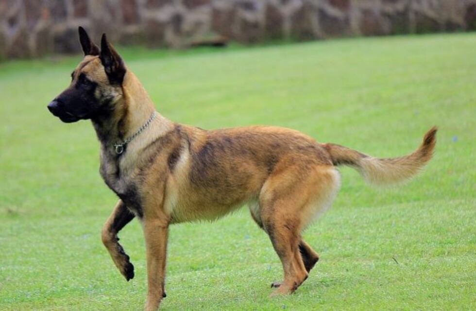 Entrenan perros ovejeros belgas para la seguridad en Yerba Buena