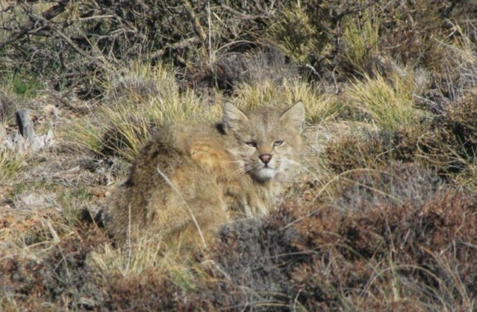 El Gato del Pajonal, el extraño felino que ocultan los pastizales