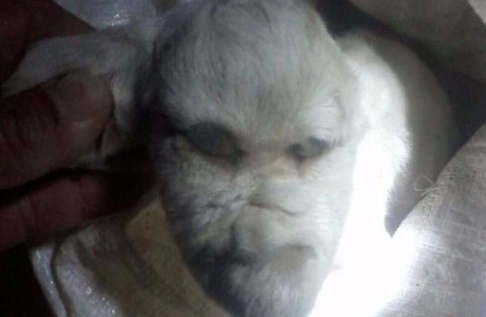 Conmoción en San Luis por el nacimiento de un cabrito con rasgos humanos