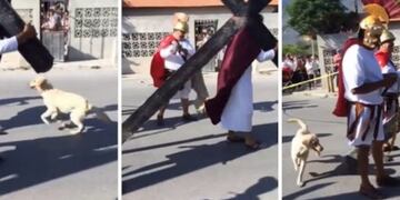 El video del perro callejero que defiende a \