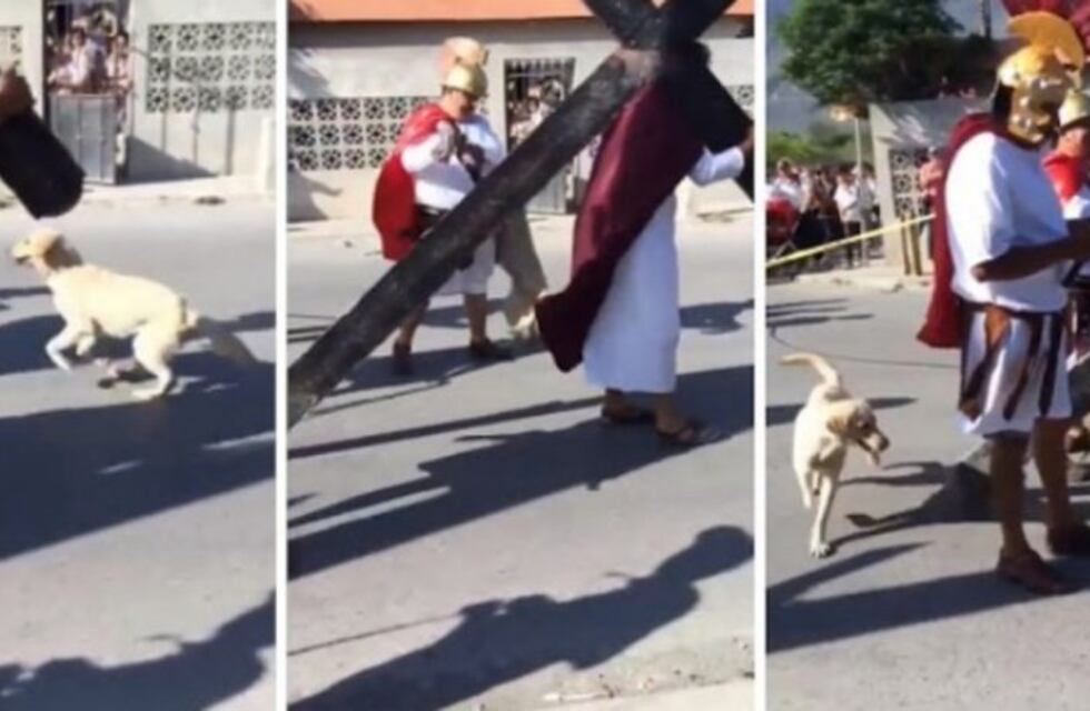 El video del perro callejero que defiende a "Jesús" de los azotes durante el Vía Crucis