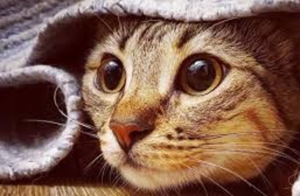Nuestro nexo ancestral con los gatos