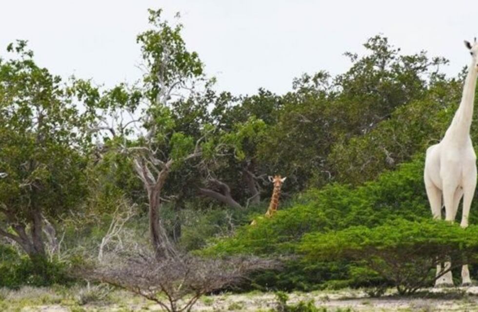 Cazadores furtivos matan a la única jirafa blanca de Kenia y a su cría y causan indignación