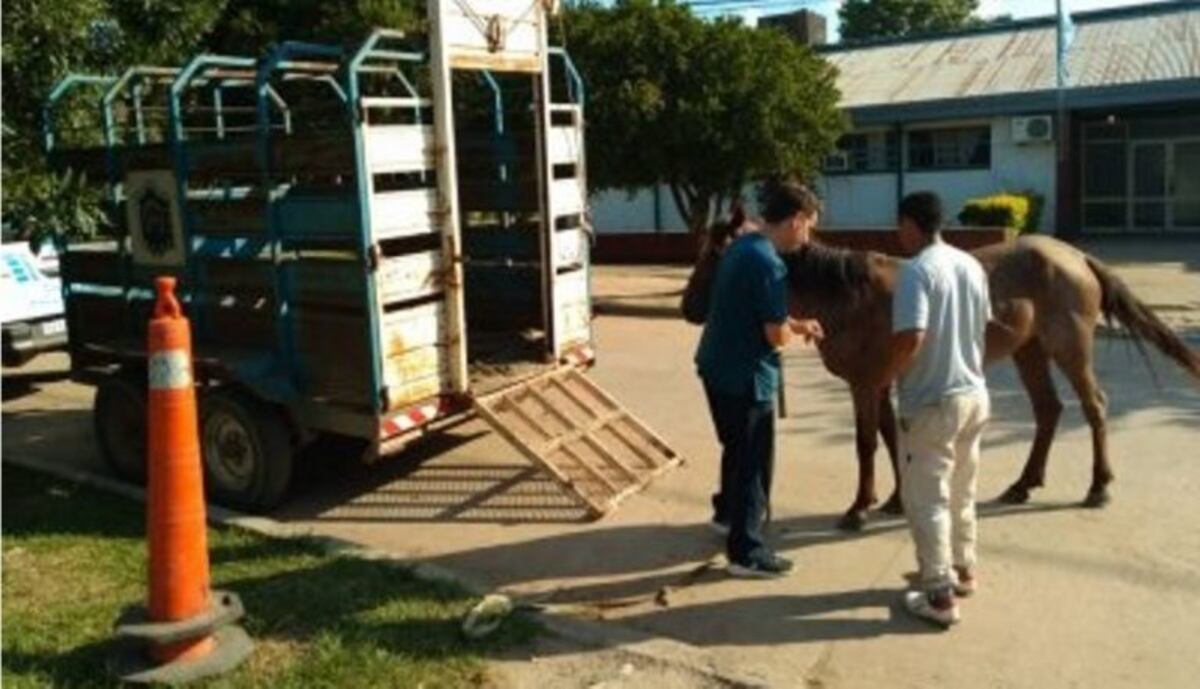 Salvaron a una yegua: el dueño le pegaba con una cadena y le dejó heridas\u002E (Web)\u002E