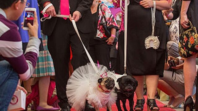 Divertido casamiento de perros