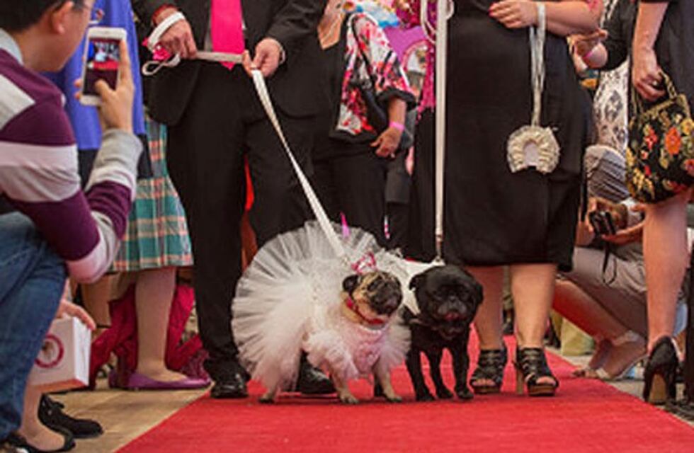 Divertido casamiento de perros