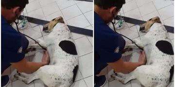 Perritos callejeros posiblemente envenenados en Cosquín\u002E (Foto: Facebook / Conciencia Animal Cosquín)\u002E