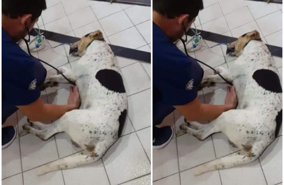 La aparición de perros callejeros posiblemente envenenados puso en alerta a todo Cosquín