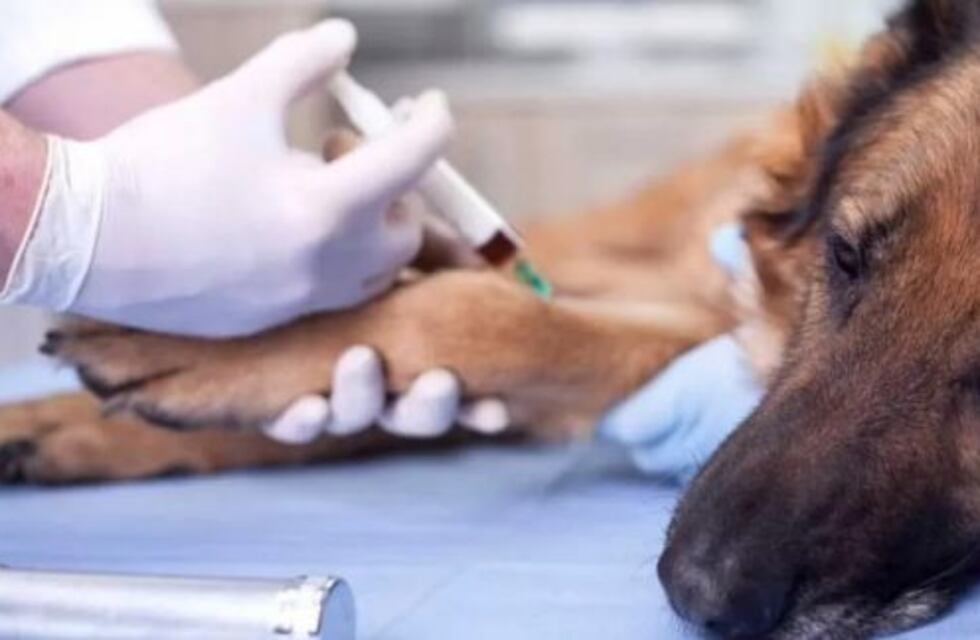 Ya se vacunó al 95% de los animales grandes contra la rabia paresiante en Eldorado