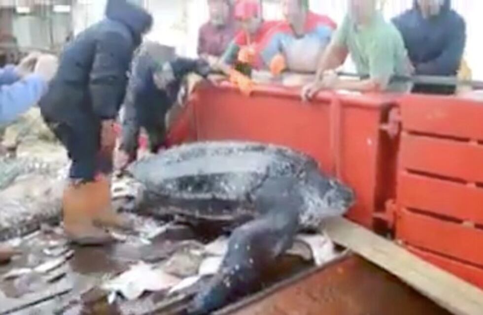 Madryn: cuando levantaron la red se encontraron con una tortuga gigante