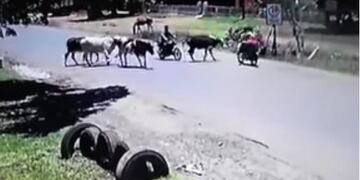El momento en el que una vaca derriba a un motociclista con una patada voladora