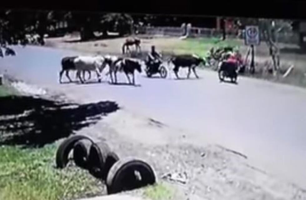 Una vaca saltó sobre un motociclista y se volvió viral