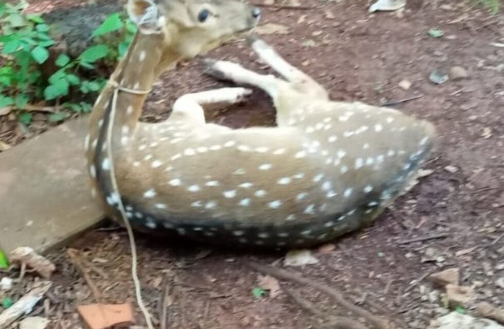 Ecología rescató un ciervo que apareció en Oberá