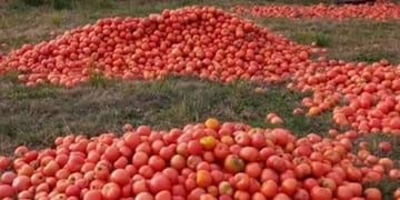 Corrientes. Los tomates que deben descartar los productores. Otros alimentan a sus animales (Foto de Twitter).