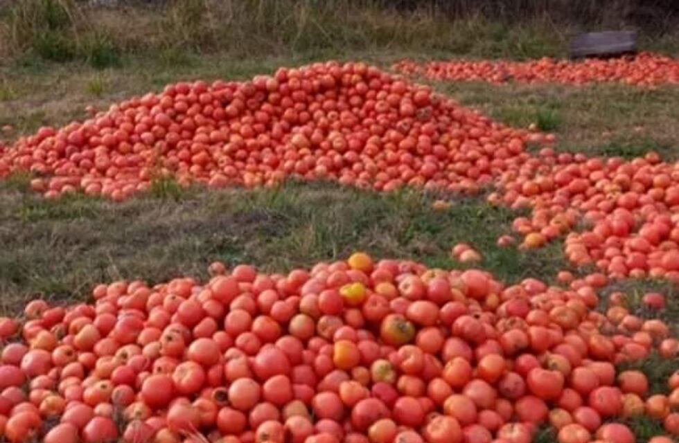 Situación crítica: por el bajo precio del tomate en el Mercado Central, un correntino lo usa como alimento para a sus animales
