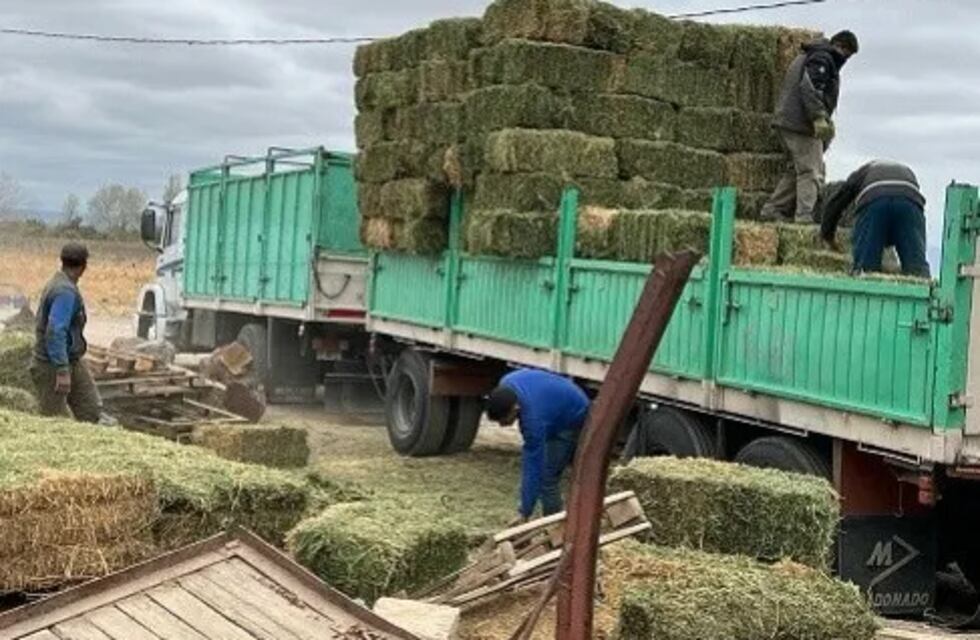 Por los incendios en Valle Fértil, más de 170 productores no tienen cómo alimentar a sus animales