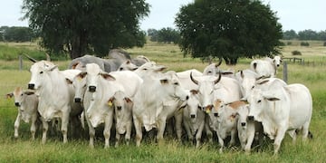 Manada de Cebú