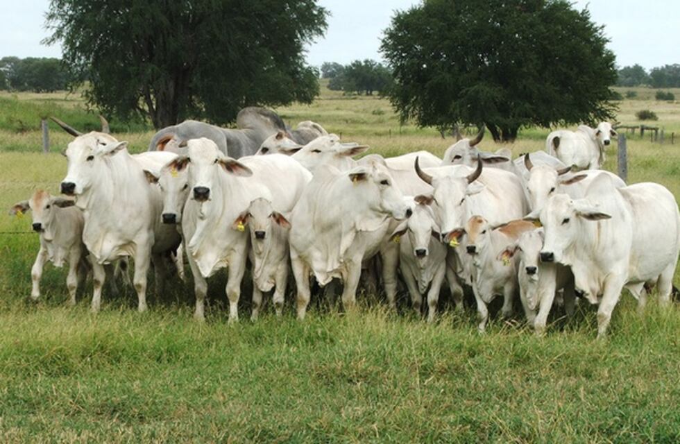 Hablemos del Bos Indicus