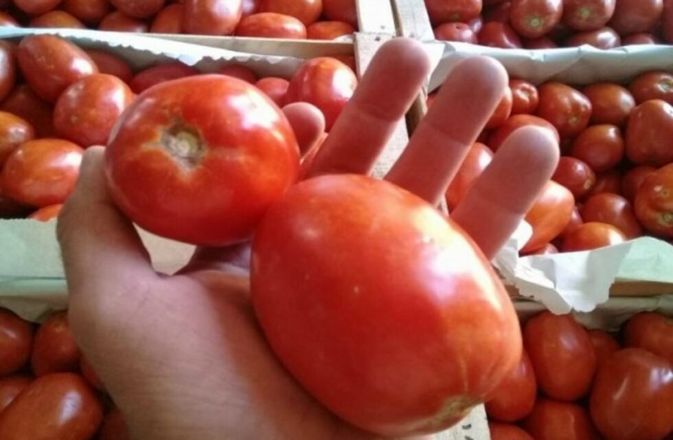 "Sol Puntano" abrió sus puertas para vender frutas y verduras a un menor precio