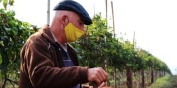 La planta de maracuyá requiere de esctructuras similares a los que se utilizan en el tomate y la uva\u002E Como en la chacra misionera de Ivo Schleder\u002E