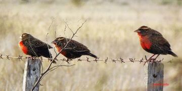 Curso de observación de aves (Castex Online)