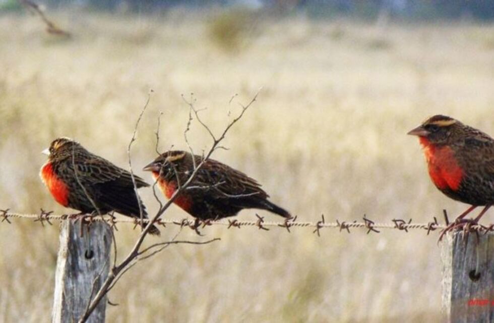 Villa Carlos Paz se suma al Global Big Day 2025 junto a Parques Nacionales