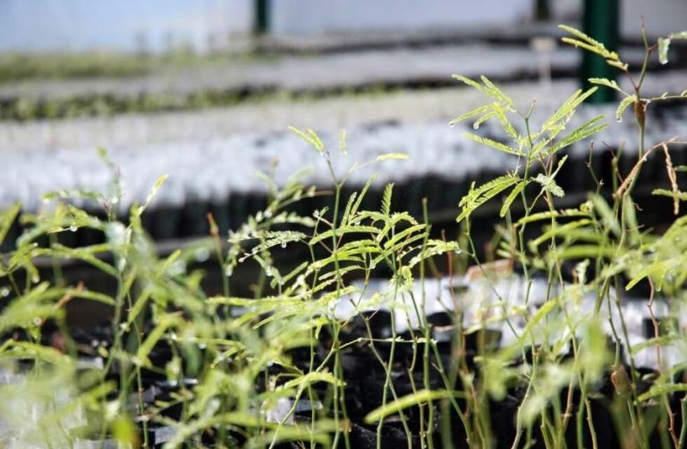 Se está por llevar a cabo el tercer encuentro del taller de "restauración del bosque nativo post-incendio"