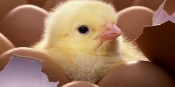 Un pollito nació en un maple de huevos que estaba a punto de ser vendido