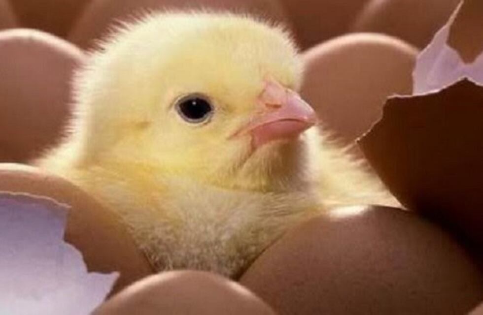 La Falda entregará pollitos de granja gratuitos a los vecinos con huerta y gallinero