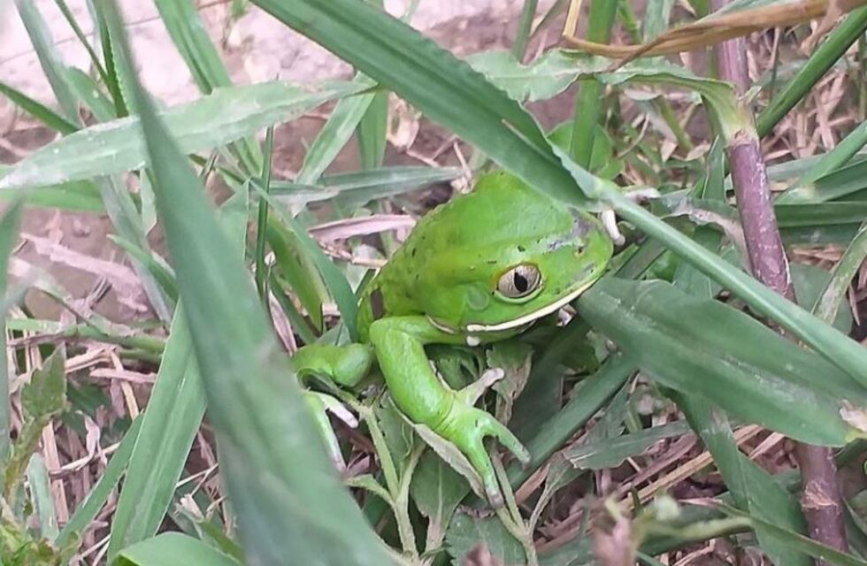 Unos 60 ejemplares de diversas especies nativas recuperaron su hábitat