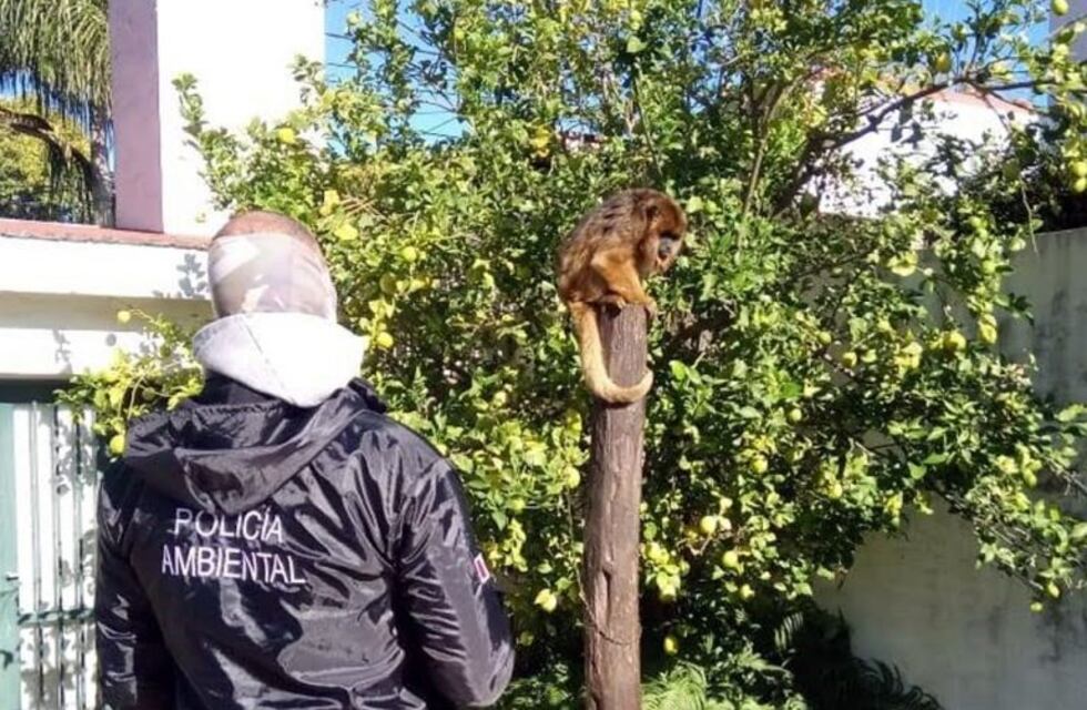 Rescataron a un mono que tenían de mascota en una vivienda de la ciudad de Córdoba